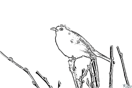 blackbird Coloring Pages To Print